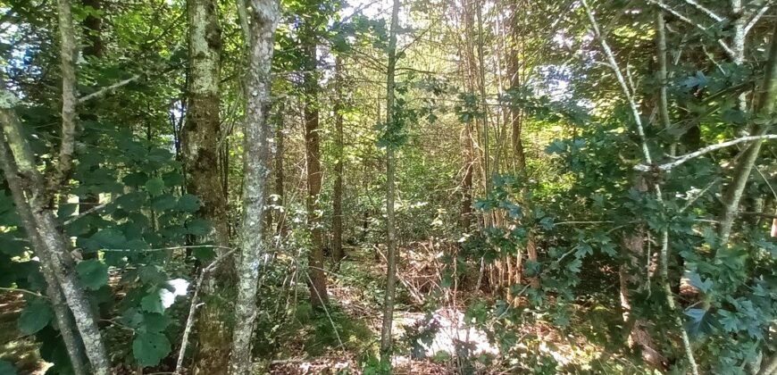 Terrain en zone forestière