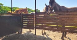 Superbe prairie composée de 4 boxs idéale pour les amateurs de chevaux
