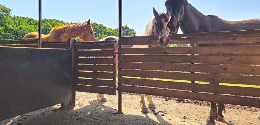 Superbe prairie composée de 4 boxs idéale pour les amateurs de chevaux