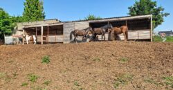 Superbe prairie composée de 4 boxs idéale pour les amateurs de chevaux