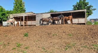 Superbe prairie composée de 4 boxs idéale pour les amateurs de chevaux