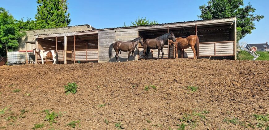 Superbe prairie composée de 4 boxs idéale pour les amateurs de chevaux